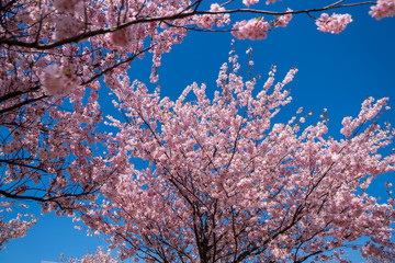 it blooms the flowers of the cherry tree into a beautiful pink color