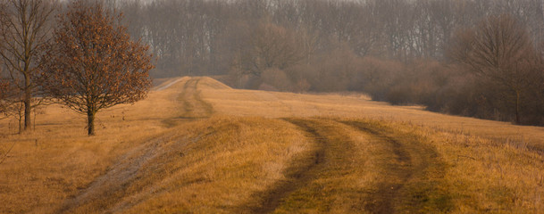 gęste pomaranczowe drzewo w jesiennej aurze © Mateusz