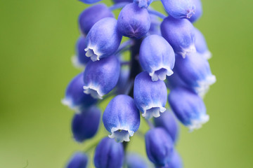 A closeup of the blue grape Hyacinth flowers in the garden