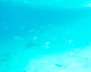 Many small fishes swimming in the sea
