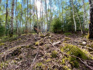 forest in spring