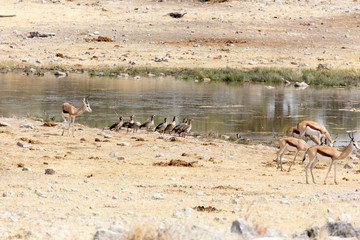 A group of springboks in Namibia