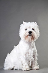 Young West Highland White Terrier on a grey background