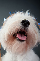 Funny close-up portrait of a young West Highland White Terrier on a grey background