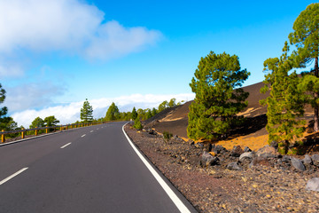 Driving cat on volcano Mount Teide, Tenerife island, Canary, Spain