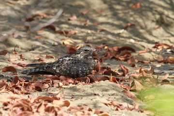 Savanna Nightjar in Bali