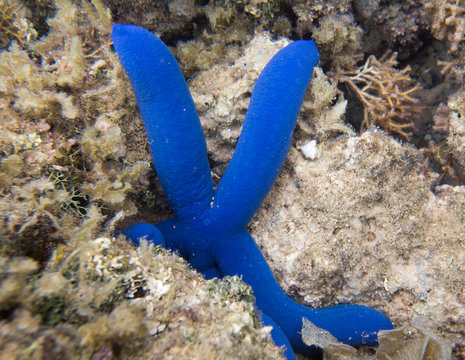Photo of a blue starfish in the sea