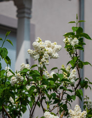 Blooming white lilac. Sunny weather. Strasbourg. The comfort and beauty of a spring day in a quiet quarter of the city.