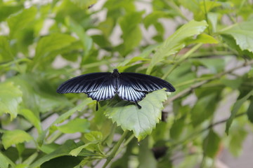 Black Butterfly