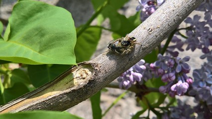 Spider eats a bee