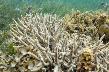 Naklejka na ściany i meble Close view of acropora corals