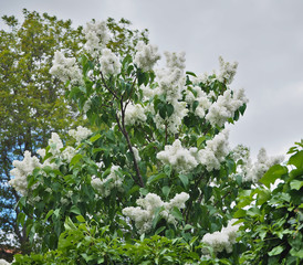 The with clusters of small white flowers