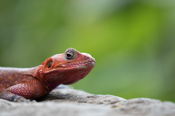 red-headed rock agama