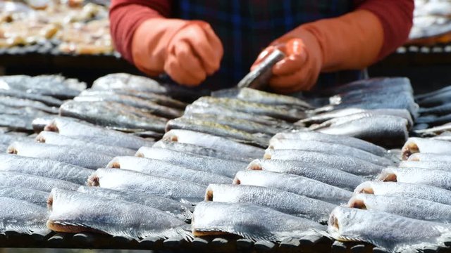 Fisherman Preparation for gourami Fish that are dried in solar fish drying plant with sun light.Salted preservation seafood raw fish fillets drying on wicker table in local market.