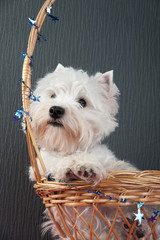 Portrait of a young West Highland White Terrier on a grey background in a wicker basket
