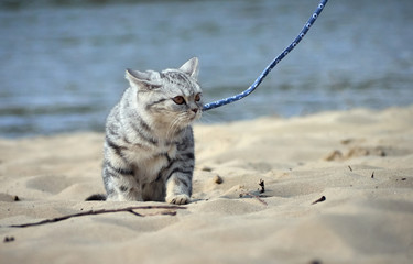 Kitten walking on a leash.