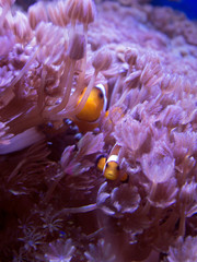 Amphiprion ocellaris fishes swimming among corals