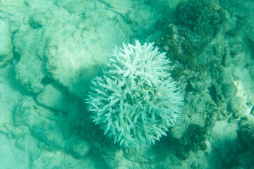 Naklejka na ściany i meble The bleaching corals in Seychelles sea,