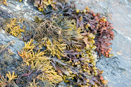 View of seaweeds on Atlantic ocean