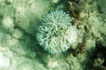Naklejka na ściany i meble The bleaching corals in Seychelles sea