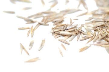 Different grass seeds from different grass sorts on a white background close up