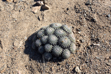Desert cactus in Pan de Azucar park