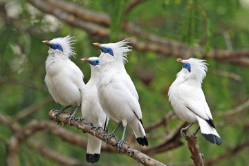 Bali Mynas