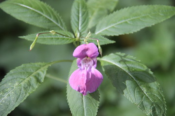 Drüsiges Springkraut