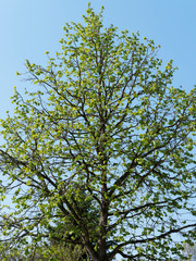 Young Turkish hazel (Corylus colurna) with slender and conical crown, straight trunk, pale grey-buff bark with corky texture
