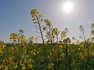 yellow rape field