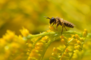 Gemeine Sandbiene (Andrena flavipes) auf Kanadischer Goldrute