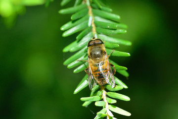  Mistbiene, Schlammbiene oder Scheinbienen-Keilfleckschwebfliege (Eristalis tenax)