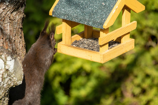 Eichh&ouml;rnchen im Futterhaus