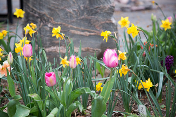 Fototapeta premium tulips