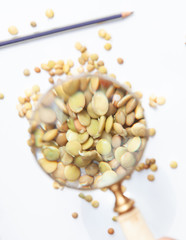 Lentil seeds under magnifying glass