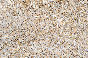 Grass seeds mixture texture/background with different sorts of grass seeds