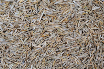 Grass seeds mixture texture/background with different sorts of grass seeds