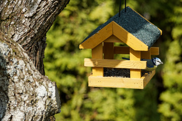 Eichhörnchen im Futterhaus