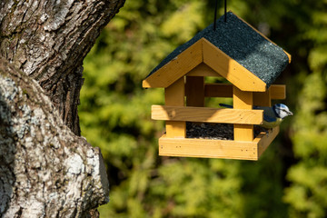 Eichh&ouml;rnchen im Futterhaus