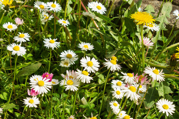 Fototapeta premium Blossom daisy flowers in a garden.