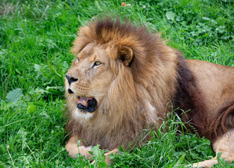 Obraz na płótnie Canvas Lion of profile lying in the grass 