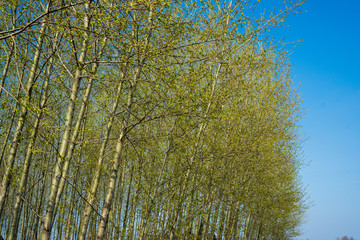 Alley of oak tree with new leaves in early spring