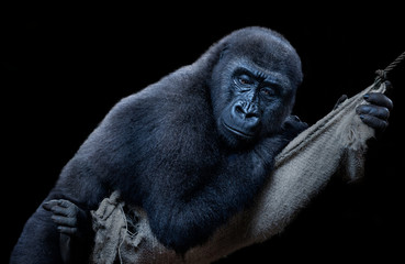 gorilla relaxing with black background	