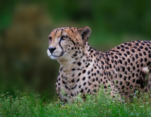 Naklejka na ściany i meble Portrait of a cheetah lying in the grass 