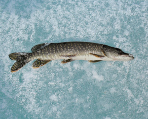 Pike on ice covered with frost, close-up. Copy spase.