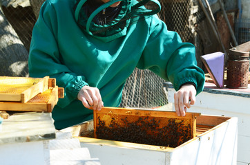 Beekeeping, frame with wax and bees. Spring photo