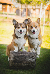 Two welsh corgi pembroke dogs standing on a chopping block, happy and looking to the camera