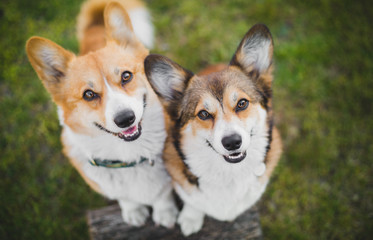 Two welsh corgi pembroke dogs standing on a chopping block, happy and looking to the camera