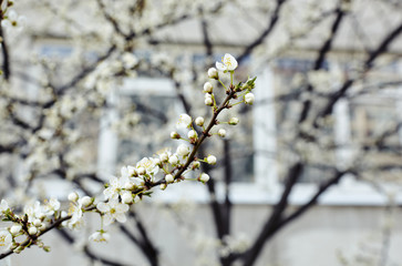 Beautiful white apple blossom.Flowering apple tree.Fresh spring background on nature outdoors.Soft focus image of blossoming flowers in spring time.For easter and spring greeting cards,banners