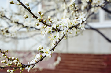 Beautiful white apple blossom.Flowering apple tree.Fresh spring background on nature outdoors.Soft focus image of blossoming flowers in spring time.For easter and spring greeting cards,banners